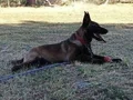 Belgian malinois eğitimli asena