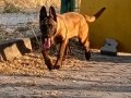 Belgian malinois eğitimli asena