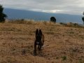 Belgian malinois eğitimli asena