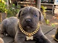 SAFKAN CANE CORSA 