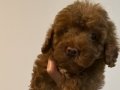 YENǏ YUVASINI ARIYOR - 2 AYLIK TOY POODLE