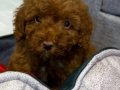 YENǏ YUVASINI ARIYOR - 2 AYLIK TOY POODLE
