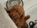 YENǏ YUVASINI ARIYOR - 2 AYLIK TOY POODLE