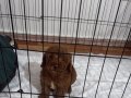 YENǏ YUVASINI ARIYOR - 2 AYLIK TOY POODLE