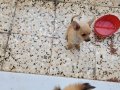 Pomeranian ve min-pinscher 2,5 aylık yavruları