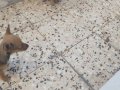 Pomeranian ve min-pinscher 2,5 aylık yavruları