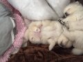 3 yavrumuz yeni yuvasını arıyor  