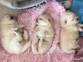 3 yavrumuz yeni yuvasını arıyor  