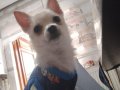 10 aylık chihuahua  bebeğimiz 