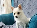10 aylık chihuahua  bebeğimiz 