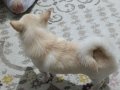 10 aylık chihuahua  bebeğimiz 