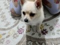 10 aylık chihuahua  bebeğimiz 