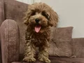 Maltipoo 3 aylık yavru 