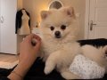 Pomerian Boo-Orjinal Ayı surat