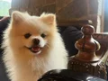 Pomerian Boo-Orjinal Ayı surat