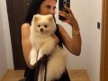 Pomerian Boo-Orjinal Ayı surat