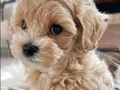 ev doğumlu safkan anne babadan maltipoo yavrumuz