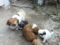 Orjinal pekinez 2 aylık yavrularımız