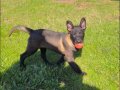 Böylesi görülmemiş bir köpek