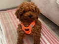 TOY POODLE 