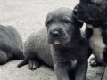 30Günlük Yavrularımız