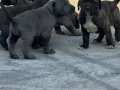 30Günlük Yavrularımız