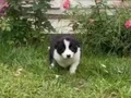 Anne ve baba şcreli orjinal border collie yavru