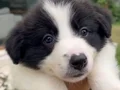 Anne ve baba şcreli orjinal border collie yavru