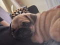 ERKEK YAVRU PUG - RIFKI