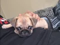 ERKEK YAVRU PUG - RIFKI