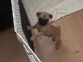 ERKEK YAVRU PUG - RIFKI