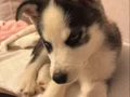 2 AYLIK BEBEK HUSKY