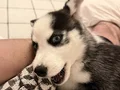 2 AYLIK BEBEK HUSKY