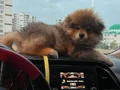 Diyarbakır Pomerian Boo 3 Aylık