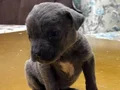 Dişi Cane corso yavru 1 aylık