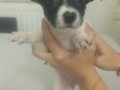 Ömürlük dost doğru ilan Boston Terrier Yavrularımız