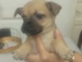 Ömürlük dost doğru ilan Boston Terrier Yavrularımız