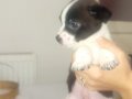 Ömürlük dost doğru ilan Boston Terrier Yavrularımız