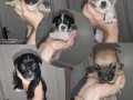 Ömürlük dost doğru ilan Boston Terrier Yavrularımız
