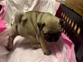 Pug yavrusu 3.5 aylık aşılarının bir çoğu bitti 