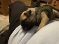 Pug yavrusu 3.5 aylık aşılarının bir çoğu bitti 