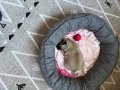 Pug yavrusu 3.5 aylık aşılarının bir çoğu bitti 