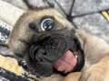 Pug yavrusu 3.5 aylık aşılarının bir çoğu bitti 