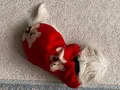 ÇOk şirin maltes terrier yavruu