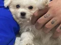 ÇOk şirin maltes terrier yavruu