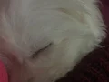 ÇOk şirin maltes terrier yavruu