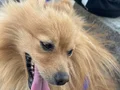 Pomeranian tilki suratlı 