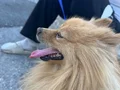 Pomeranian tilki suratlı 