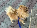 Pomeranian tilki suratlı 