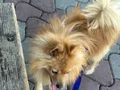 Pomeranian tilki suratlı 